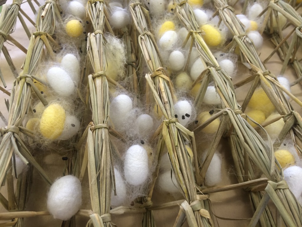 藁蔟に作られた繭。毛羽があることで、繭は固定されます。黒く見えるのは、おカイコさまの糞(汚くありません)