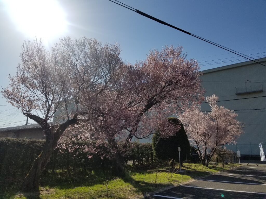 岡谷蚕糸博物館　桜開花状況（R3.4.9（金）現在）投稿ナビゲーション